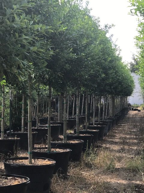 Williamson Tree Farm Houston